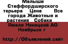 Малыши Стаффордширского терьера  › Цена ­ 1 - Все города Животные и растения » Собаки   . Ямало-Ненецкий АО,Ноябрьск г.